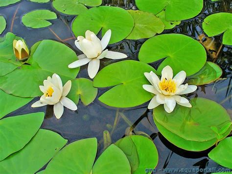 nénuphar anglais|nénuphar définition.